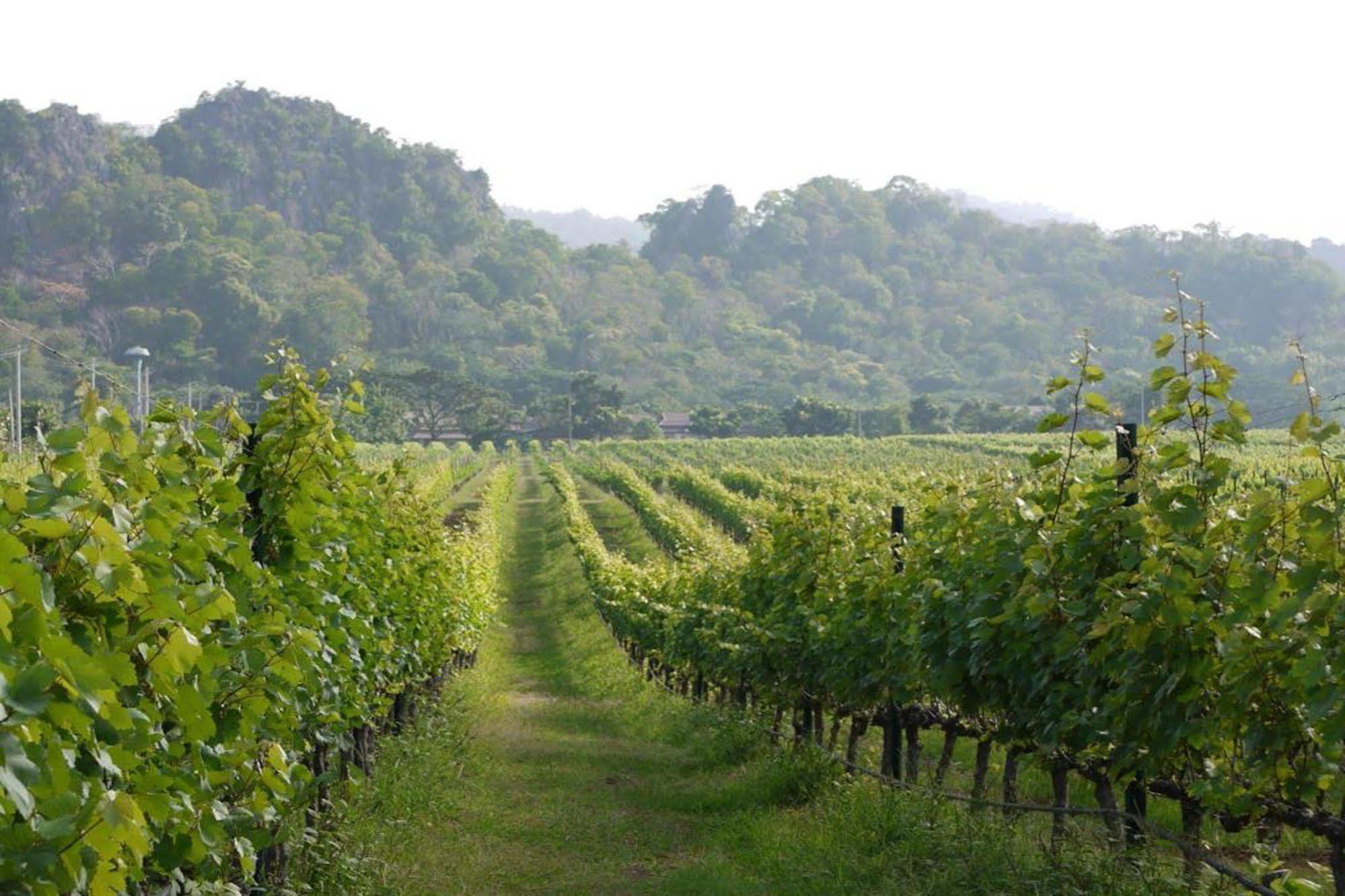 Granmonte Wine Cottage Phayayen Eksteriør billede